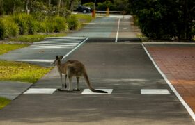 Australia Wants International Students—Here’s Why It’s Perfect for You