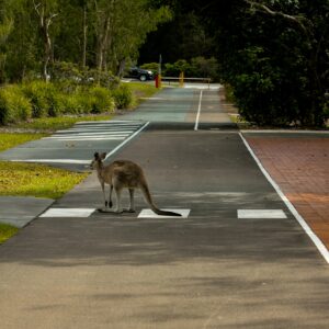 Australia Wants International Students—Here’s Why It’s Perfect for You